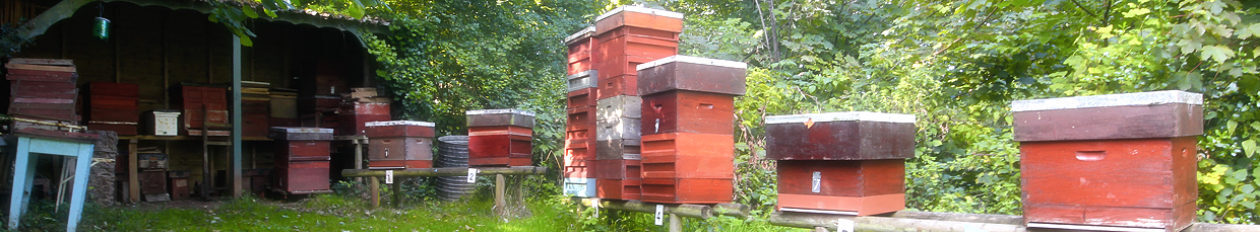 Torbay Beekeepers Torbay Beekeepers
